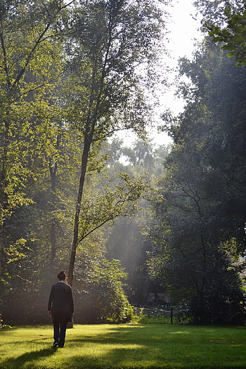 garden, park, walk, alone, sunlight, trees, spring, netherlands