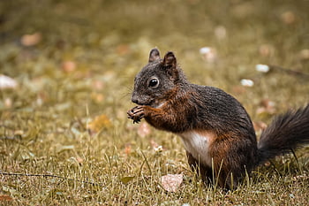 egern, gnaver, dyr, nuttet, natur, dyreliv, fouragering, lodne, possierlich, Egekilling, gnavere