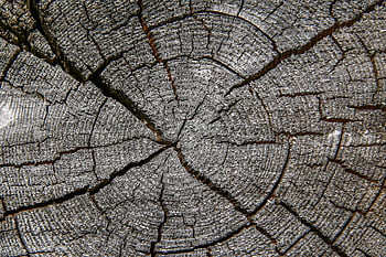 tree, tree Slice, annual Rings, grain, template, nature, texture, monochrome, wood, structure, tree Trunk