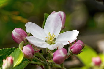 flower, buds, tree, apple Tree, blossom, bloom, spring, nature