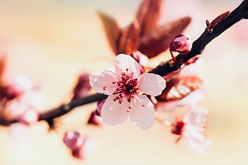 cherry Blossoms, petals, nature, tree, spring, sakura, bloom, blossom, close Up, pastel, romantic