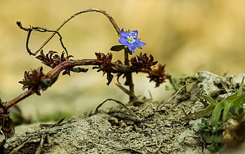 smallest Flower, plant Flower, tree Trunk, natural, flowers, blossom, wildflower, bloom, branches, jacaranda, leaf
