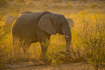 namibia, sunset, animal, travel, africa, safari, savannah, nature, big, elephant