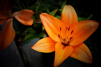 flower, beautiful Flowers, flower Background, plant, ornamental Plant, orange Plant, flower Wallpaper, flora, nature, blossom, bloom
