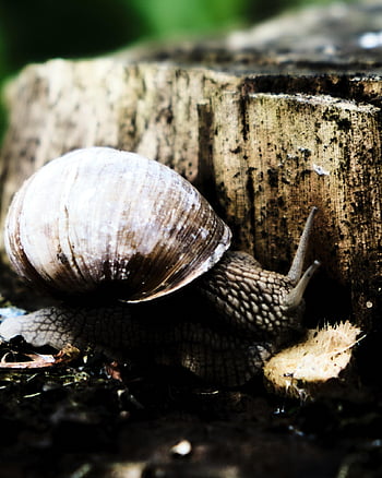 snail, animal, nature, macro, wildlife, close Up, shelled Gastropod, mollusc, slow, shell