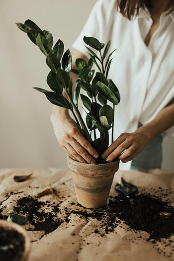 person arranging pot plant, indoor gardening, houseplant potting, soil, gardening practice, terracotta pot, green leaves, hands gardening, plant care, home decor, indoor plants