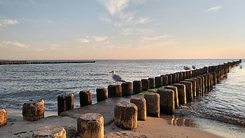 baltic Sea, ahrenshoop, gull, fischland, darß, mecklenburg Western Pomerania