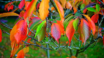 autumn leaves, colorful leaves, red leaves, green leaves, orange leaves, close-up leaves, Maulden England, fall foliage, tree branches, vibrant colors, nature photography
