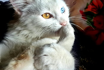 bílá kočka, heterochromie, modré oči, oranžové oči, rozkošná kočka, domácí zvíře, ohromující oči, milovníci domácích zvířat, nadýchaná kočka, roztomilá kočka, Lounging Cat