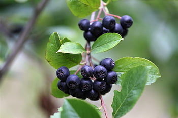 bobule aronia, chokeberries, černé arónie, růst, ovoce, jídlo, organický, zralý, čerstvý, sklizeň, listy