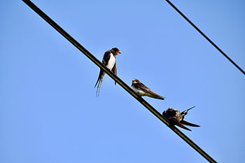 birds, swallows, session, birds Perched On A Wire, electric Cable, ornithology, bird Watching, animals