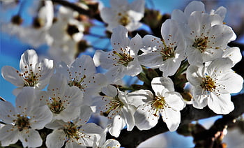 sad, sprig, apple, closeup, white Flowers, the Smell Of, shine, blooming, petal, twigs, plant