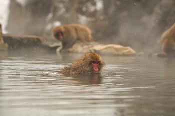 動物、 アジア、 入浴、 可愛い、 エコツーリズム、 地獄谷、 温泉、 日本、 ニホンザル、 モンキー、 ながの