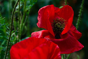 opium, mekar, berkembang, merah, opium jagung, alam, padang rumput, musim panas, papaver, kelopak, daun mahkota