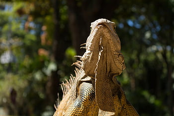 iguana, reptil, binatang, kadal, eksotik, makhluk, bersisik, hijau, tropis, rimba, alam