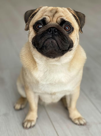 pug, adorable pug, fawn pug, sitting pug, wooden floor, selective focus, cute dog, curious pug, charming pug, pet photography, indoor pet