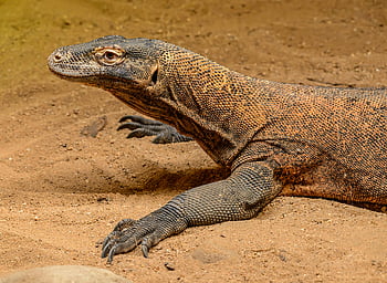 varan komodský, varanus komodoensis, písečný terén, odpočívající varan komodský, Podrobný obrázek, Komodo Dragon Scales, Fotografie varana komodského, Varan komodský na písku, Komodo Dragon detail, Prostředí varana komodského, Varan komodský odpočívá