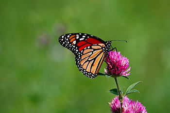 motýl monarcha, motýl, krásné květiny, květinové pozadí, hmyz, křídla, květ, květinové tapety, zahrada, Příroda, lepidoptera