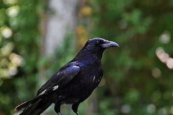 gagak, burung, gagak barat, gagak utara, corvus corax, burung hitam, hewan, alam, binatang buas, margasatwa