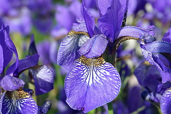 flowers Irises, beautiful Flowers, iris, violet, flower, bloom, dew Drops, flower Background, drops Of Water, dew, droplets