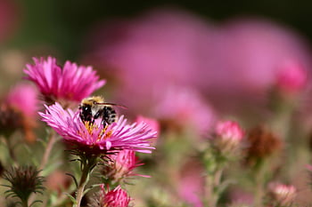 field Bumblebee, bombus Pascuorum, bumblebee, insect, pollinate, pollination, beautiful Flowers, asters, flower, winged Insect, wing