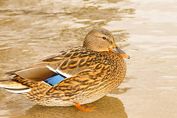 マガモ、 女性、 水鳥、 肖像画、 可愛い、 眼、 くちばし、 羽毛、 湖、 ビーチ、 動物たち