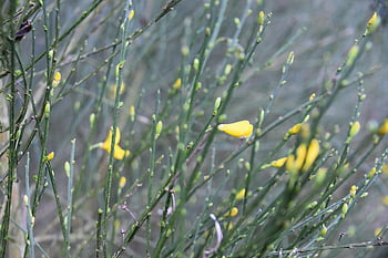flower, flowering Genet Plant, budding Plant, flower Buds, bud, flora, spring, plants, nature, plant Stem