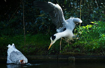 Kanadareiher, fliegend, See, Reiher, Gans, Wasser trinken, Tierwelt, Natur, Vogel, Flug, Wasservögel
