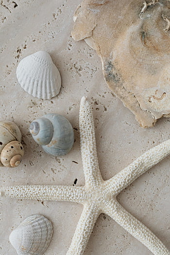 shells on beach, seashells, starfish, sandy surface, marine beauty, beach shells, starfish on beach, seashell collection, beach decor, ocean life, coastal decor