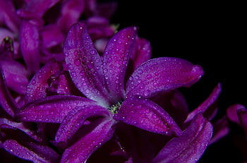 fialové květy, makro fotografie, kapky rosy, plně rozkvetla, jemnou krásu, krásu přírody, fialové okvětní lístky, Detailní květiny, Květinové makro, Květiny pokryté rosem, živá fialová