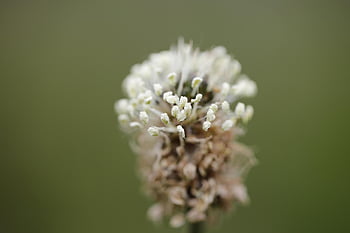 Gras, halm, Wiese, Natur, Grün, Grashalm, Pflanze, Nahansicht