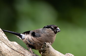 hýl, pták, posazený, zvíře, peří, zobák, účtovat, pozorování ptáků, ornitologie, živočišného světa, Příroda