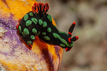 sea Slug, slug, nature, sea, beach, ocean, tropical, wildlife, animal, sealife, underwater