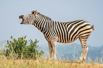 zebra, white and black zebra, yawning zebra, grassland environment, striking stripes, close-up zebra, zebra stripes, zebra in grassland, zebra standing, zebra in nature, zebra portrait