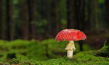 houba, Příroda, muchomůrka, lesní podlaha, les, mech, podzim, růst