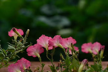 flowers, petals, flower Background, stem, beautiful Flowers, flower Wallpaper, plants, buds, nature, bloom, flora