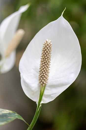květ, krásné květiny, calla lily, bílý, Příroda, květinové pozadí, flóra, květinové tapety, rostlina, kornet