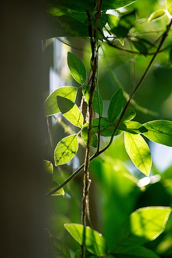 leaf, green, natural Green, tree, nature, green Spring, blade, plant, landscape, fall, green Background