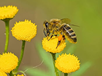 brun og svart bi, Gul blomsternektar, Honeybee Pollinating, levende gule blomster, Detaljert skudd, natur, bi på blomst, pollinering, utendørs fotografering, dyreliv, nærbilde