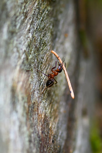 fourmi rouge, fourmi des bois du Sud, cheval fourmi, fourmi, insecte, la nature, macro, fermer, entomologie