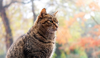 cat, kitten, Wallpaper, feline, mammal, Wallpaper 1920x1080, full Hd Wallpaper, cool Backgrounds, windows Wallpaper, pet, laptop Wallpaper