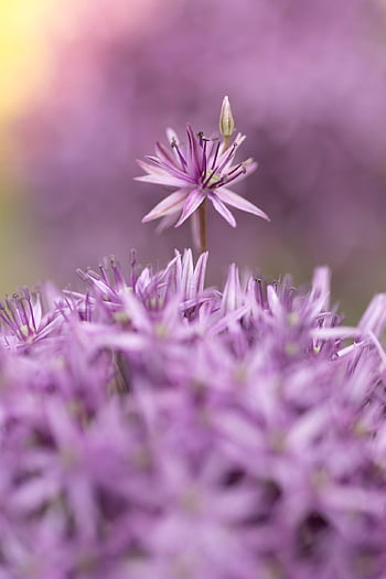 allium, flower, plant, ball Leek, flower Background, ornamental Onion, flower Wallpaper, beautiful Flowers, blossom, bloom, garden