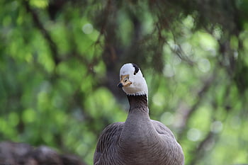 bar-headed Goose, bird, nature, waterfowl, goose, water Bird, plumage, feathers, beak, bill, wildlife