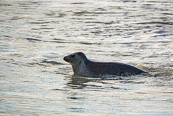 seal, animal, sea, gray Seal, mammal, wildlife, wild, ocean, nature, animal World, north Sea