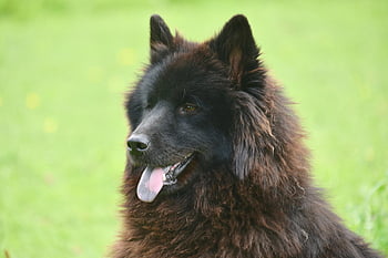 dog, dog Eurasier, bitch Ploublue Eurasier, young Bitch, shits, color Black, black Fur, eurasier, doggie, canine, nature