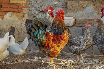 gallo, pens, colorful, nature, hens, corral, bird, farm