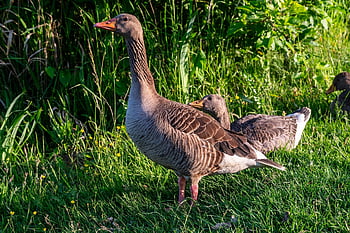bird, goose, ornithology, species, fauna, avian, animal, beak, wildlife, nature, greylag Goose