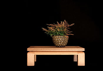bonsai, fern, plant, pot, lacework, kusamono, exhibition, garden