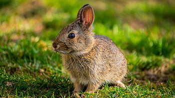 Králíček, králičí, jaro, dítě zajíček, baby králík, velikonoční, zajíc, zvíře, roztomilý, Příroda, tráva
