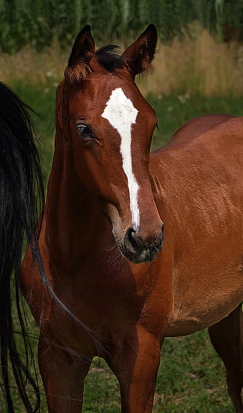 horse, beautiful Wallpaper, foal, phone Wallpaper, ipad Wallpaper, lock Screen Wallpaper, mobile Wallpaper, samsung Wallpaper, animal, equine, mammal